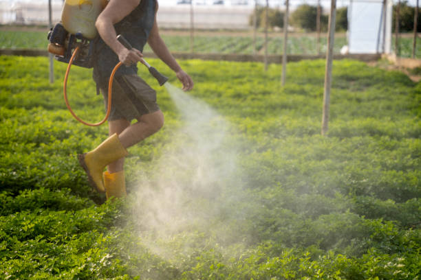 Wasp Removal Services in Beattyville, KY