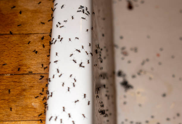 Beattyville, KY Pest Control Company